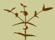 National Association of Forest Industries